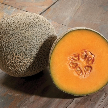 Cucumis melo - 'Oro Duro' Melon