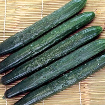 Cucumis sativus - 'Tasty Green' Cucumber