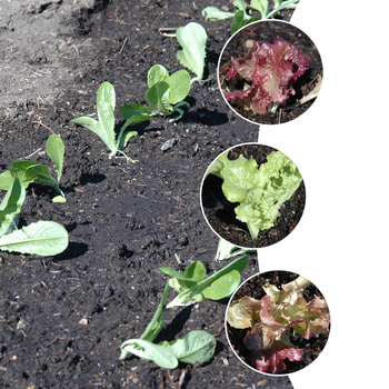 Lactuca sativa - 'Multiple Varieties' Lettuce