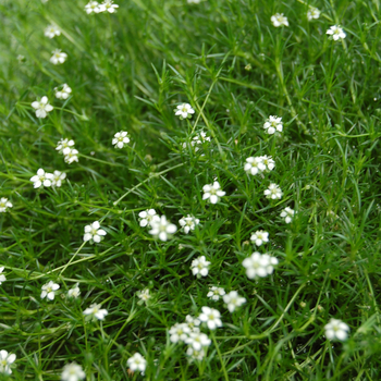 Sagina subulata - 'Green Moss' Pearlwort