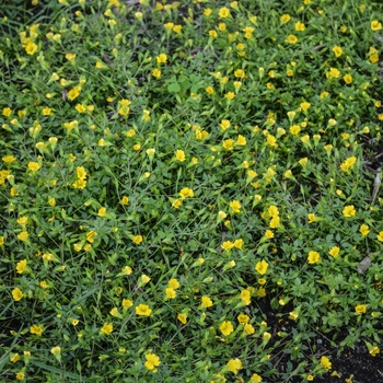 Mecardonia procumbens - 'Magic Carpet™' Baby Jump-up