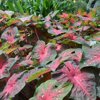 Caladium x hortulanum - 'Red Flash'