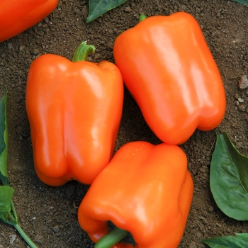 Pepper - Bell Sweet - Golden Cal Wonder Orange 