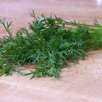 Coriandrum sativum - 'Delfino' Cilantro