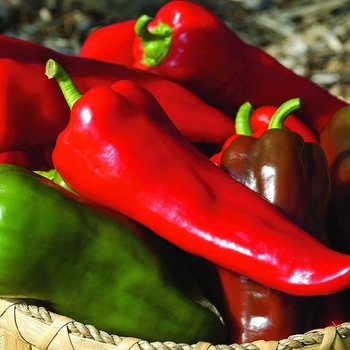 Capsicum annuum - 'Carmen' Sweet Pepper