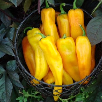 Capsicum annuum - 'Mama Mia Giallo' Pepper