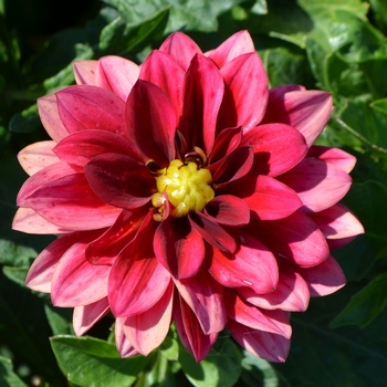 Dahlia - Hypnotica® 'Red Velvet'