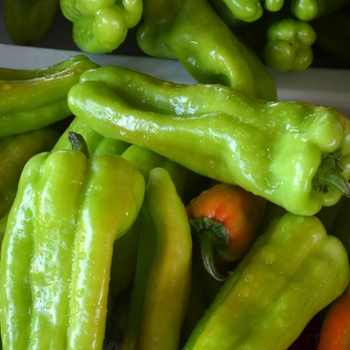 Capsicum annuum - 'Cubanelle' Pepper