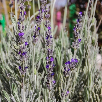 Lavandula - 'Goodwin Creek Grey' French Lavender