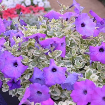 Petunia - 'Glamouflage™ 'Grape''