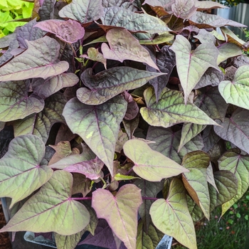 Ipomoea batatas - 'Bright Ideas Rusty Red' Ornamental Sweet Potato