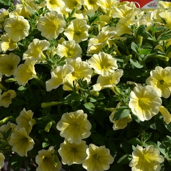 Petunia - ''Surprise Yellow Twist''