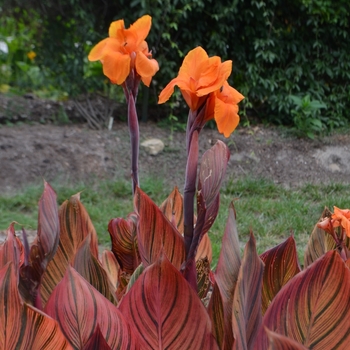 Canna x generalis - 'Phaison' Canna Lily