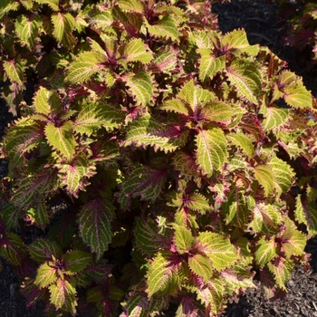 coleus - 'Peter Wonder'