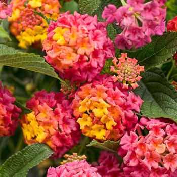 Lantana camara - Luscious® 'Berry Blend™'