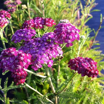 Achillea millefolium - 'Cerise Queen (Kirschkonigin)' Yarrow