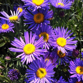 Aster alpinus - 'Dark Beauty' Alpine Aster