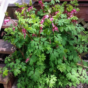 Dicentra spectabilis - Bleeding Heart