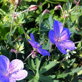 Geranium - 'Johnson's Blue' Cranesbill