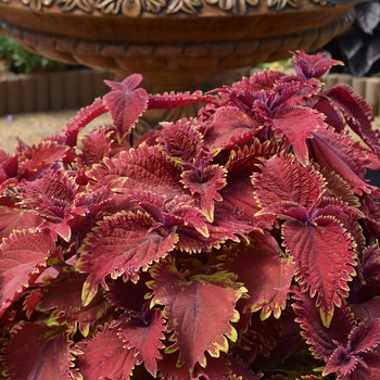 coleus - Under The Sea™ 'King Crab'