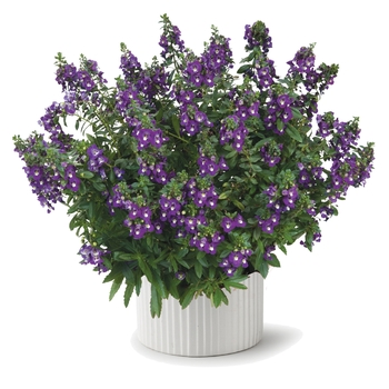 Angelonia angustifolia (Summer Snapdragon) - Alonia™ 'Big Indigo'