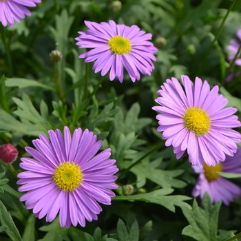 Brachyscome (Swan River Daisy) - Fresco™ 'Purple'