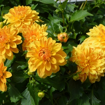 Dahlia - Hypnotica® 'Gold'