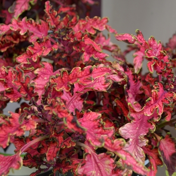 coleus - Under The Sea® 'Pink Reef'