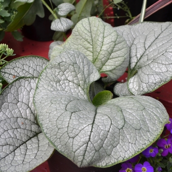 Brunnera macrophylla - 'Sea Heart' Forget-me-Not