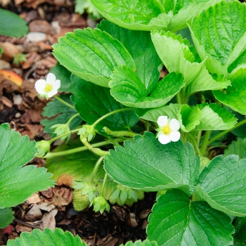 Strawberry - Junebearing - Jewel