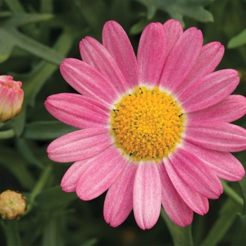 Argyranthemum - Sassy® Rose