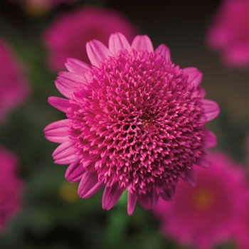 Argyranthemum frutescens (Marguerite Daisy) - Sassy® 'Compact Double Deep Rose'