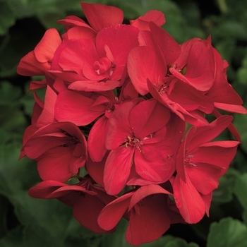 Geranium - Interspecific - Interspecific Geranium