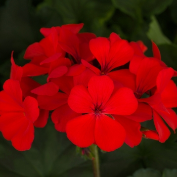 Pelargonium (Interspecific Geranium) - Caliente® 'Orange'