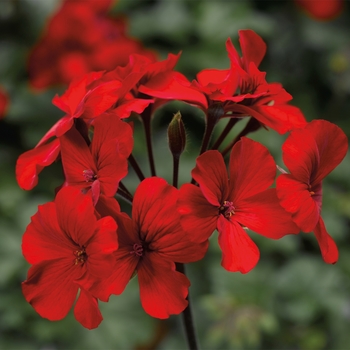 Pelargonium (Interspecific Geranium) - Caliente® 'Fire'