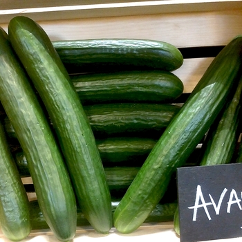 Cucumis sativus - 'Avaya' English Cucumber