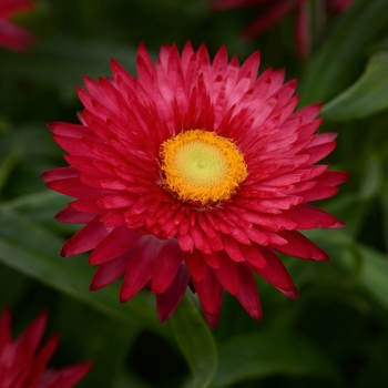 Bracteantha bracteata (Strawflower) - Mohave™ 'Purple Red'