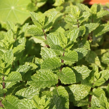 Mentha spicata - Spearmint, Mint