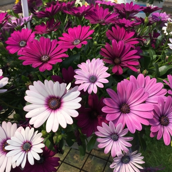 Osteospermum - Trixi® 'Daisy Falls'