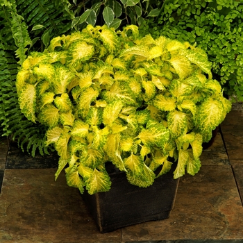 coleus - Party Time™ 'Lime'