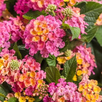 Lantana camara - Luscious® 'Royale Cosmo'