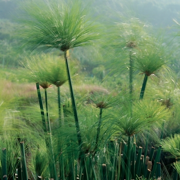 Cyperus prolifer - Dwarf Papyrus