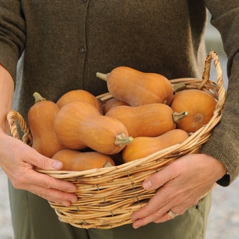 Cucurbita moschata - 'Honeynut' Butternut Squash