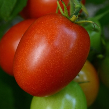 Lycopersicon esculentum - 'Little Napoli' Tomato