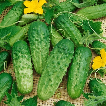 Cucumis sativus - 'Pick a Bushel' Cucumber