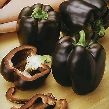 Capsicum annuum - 'Chocolate Beauty' Bell Pepper