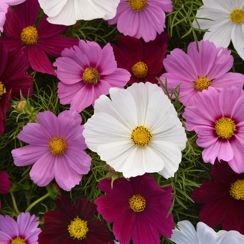 Cosmos bipinnatus - Sonata™ 'Mix'