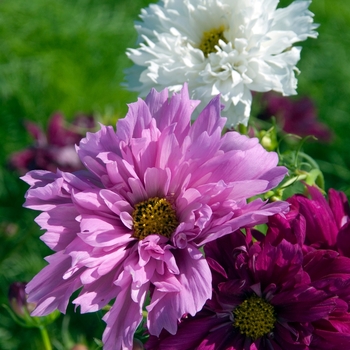 Cosmos bipinnatus - 'Double Click Mix'