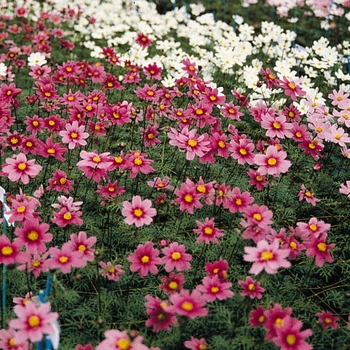 Cosmos bipinnatus - 'Versilles Mix'