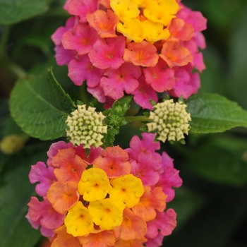 Lantana camara - Landmark™ 'Sunrise Rose'